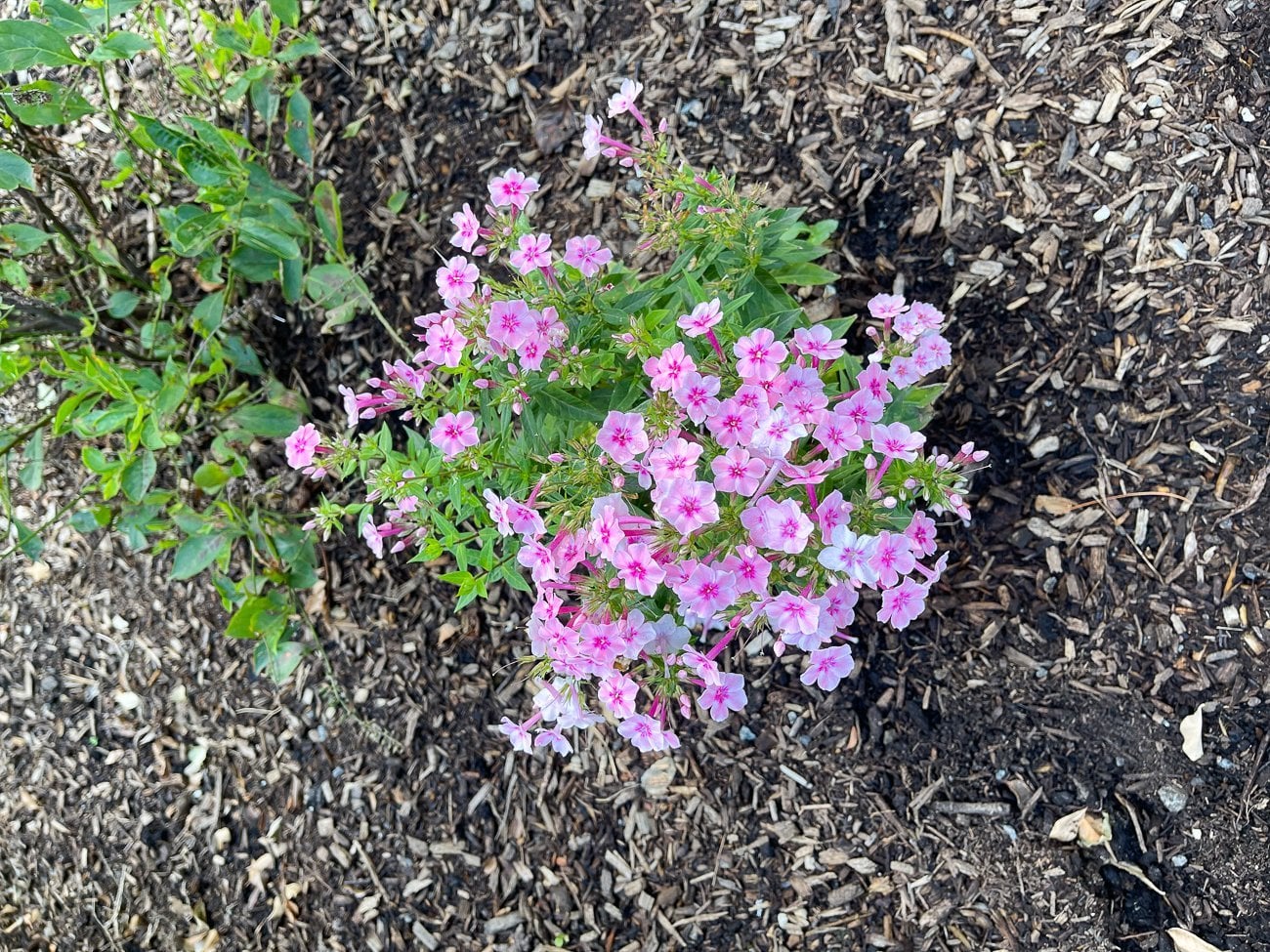 Phlox