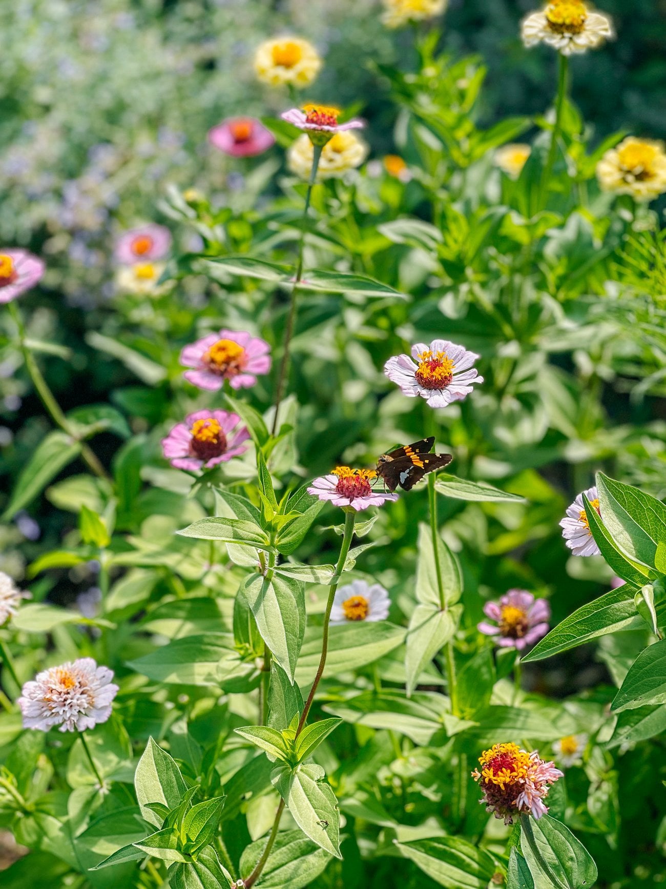 moth on a zinnia flower