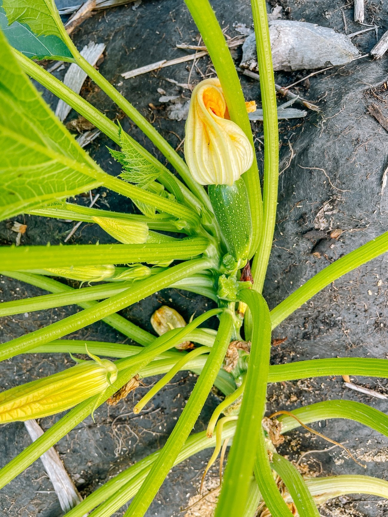 zucchini growing