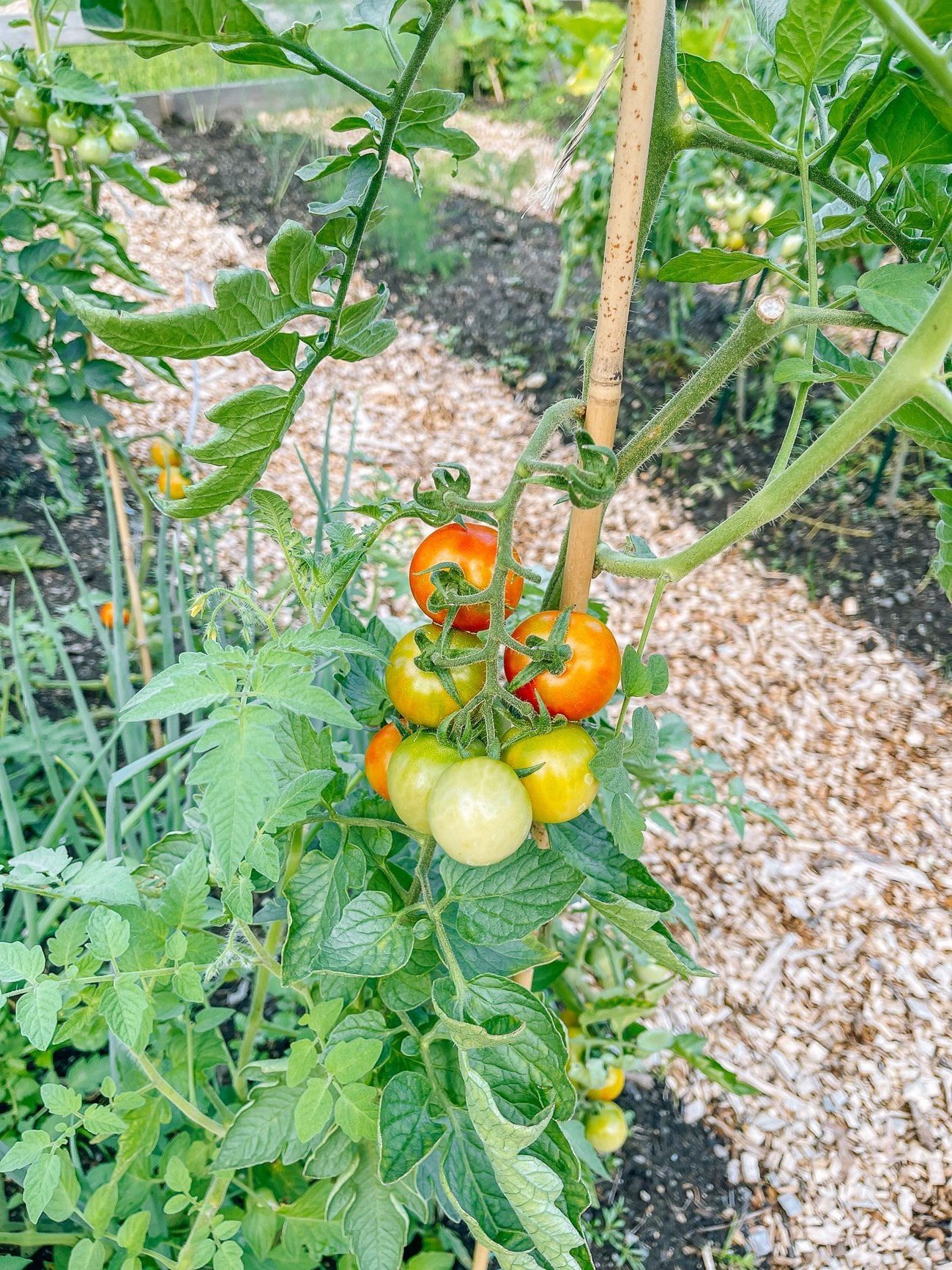 cherry tomatoes ripening on the the vine