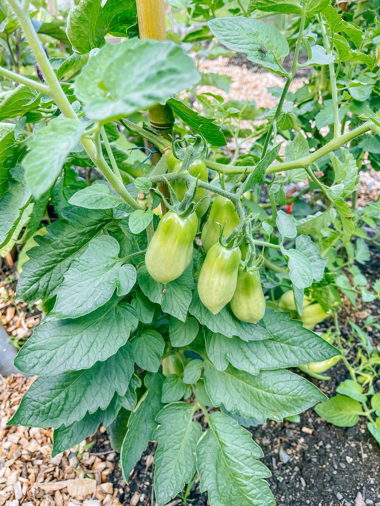 san marzano tomato plants