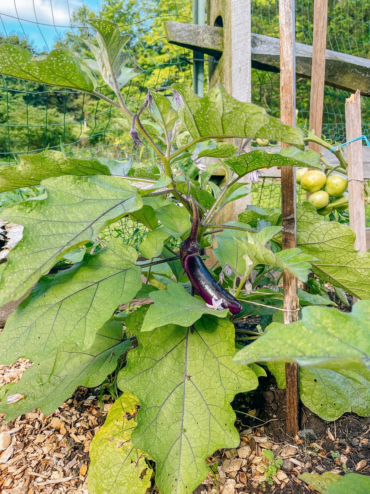 Chinese eggplant plant