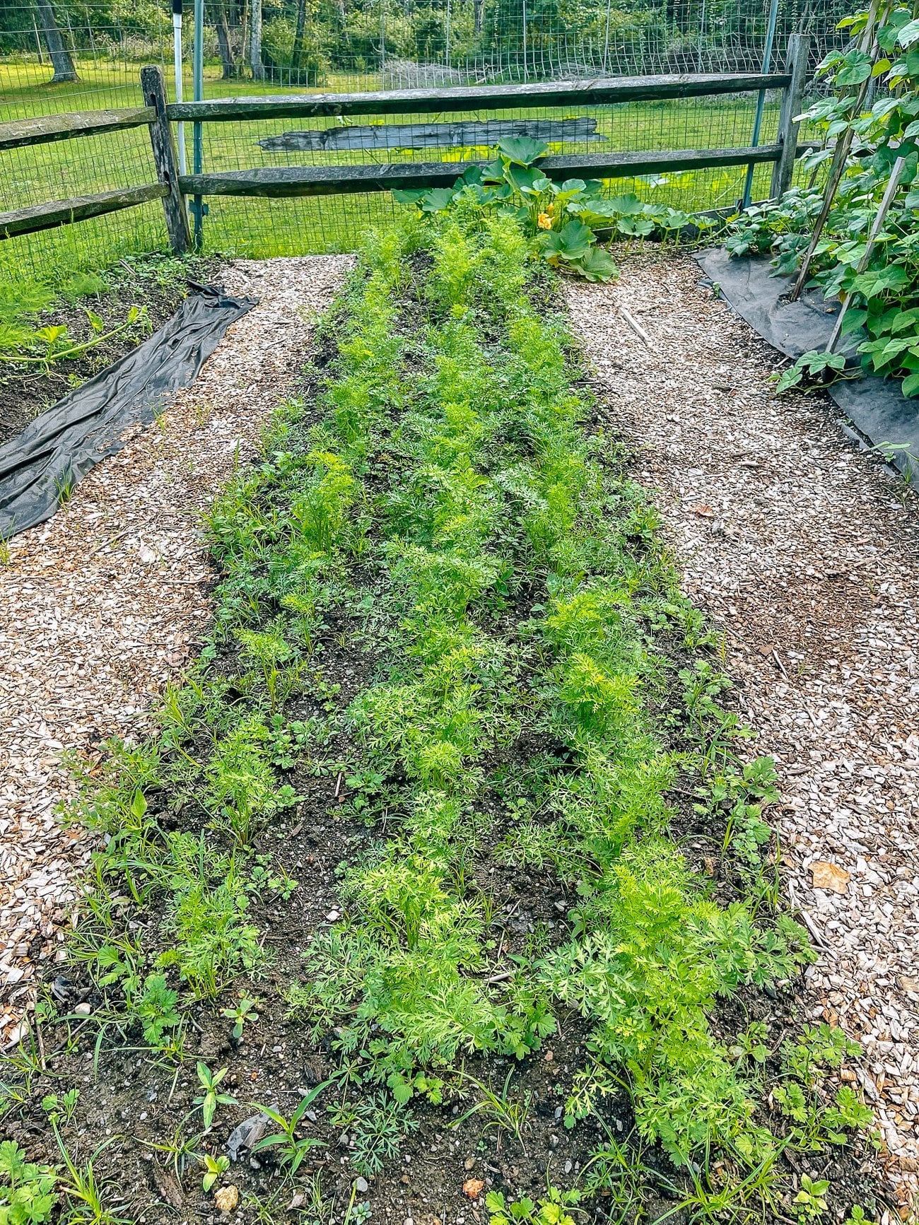 Rows of carrots