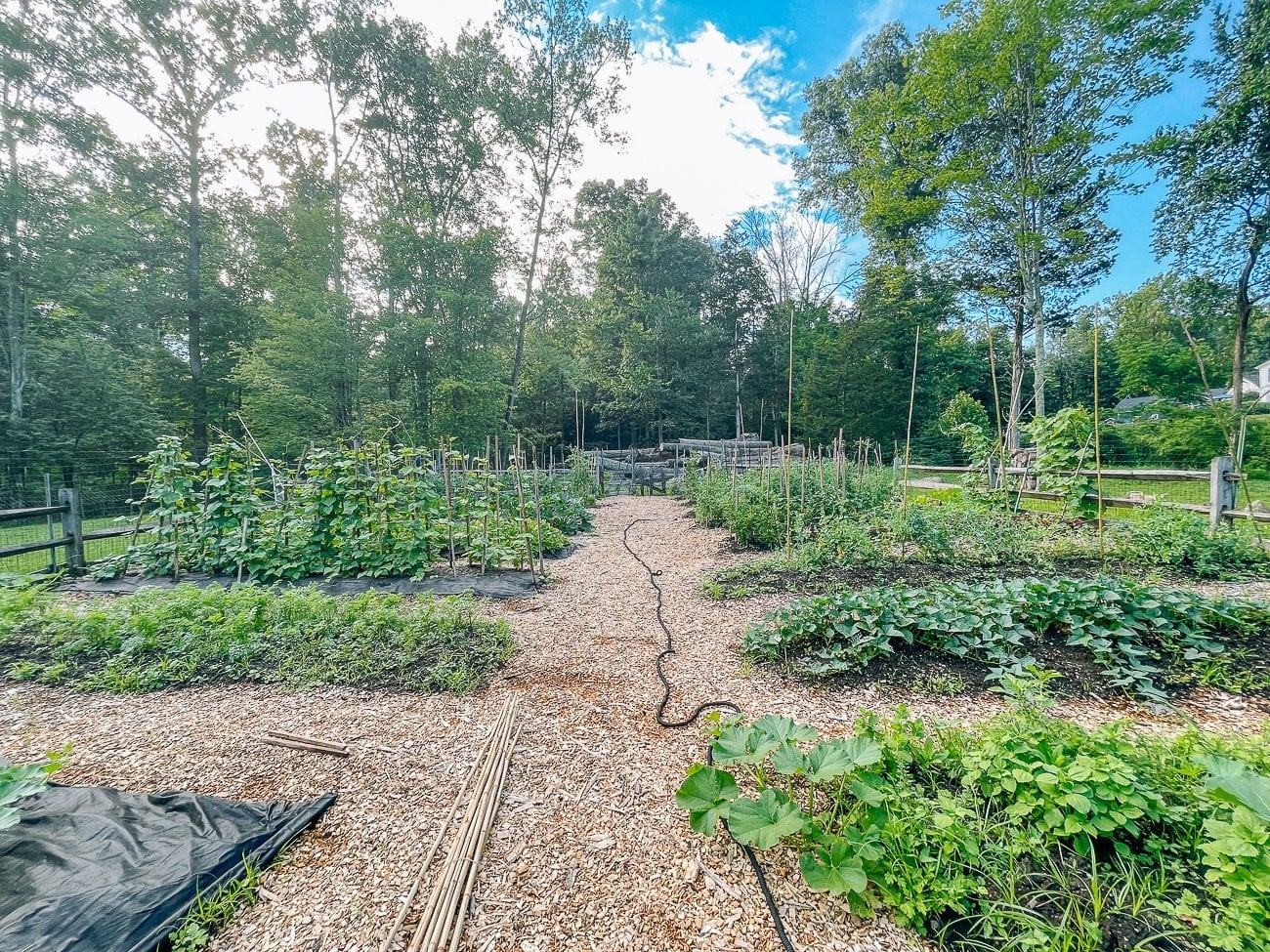 vegetable garden