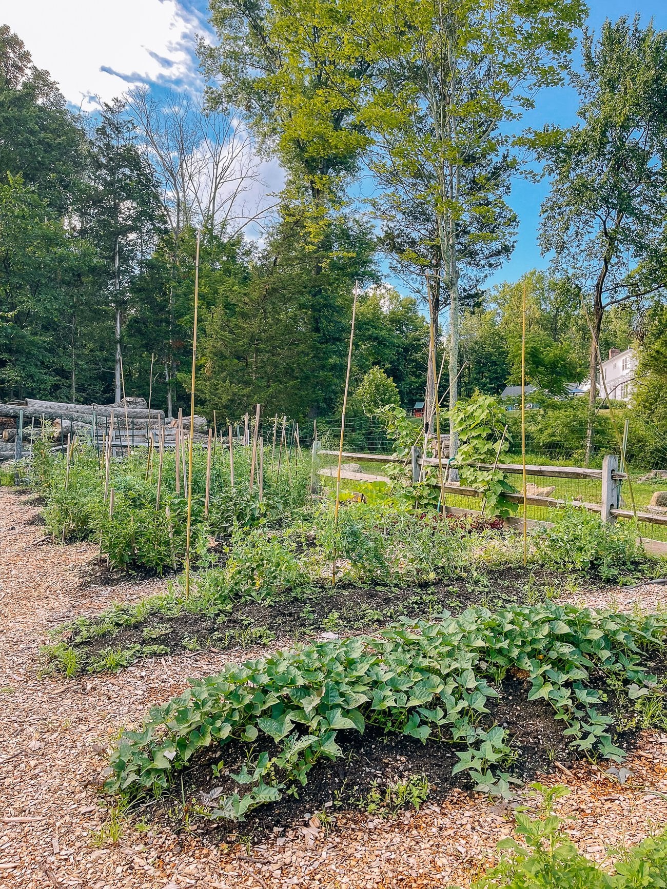 How to Grow Chinese Vegetables