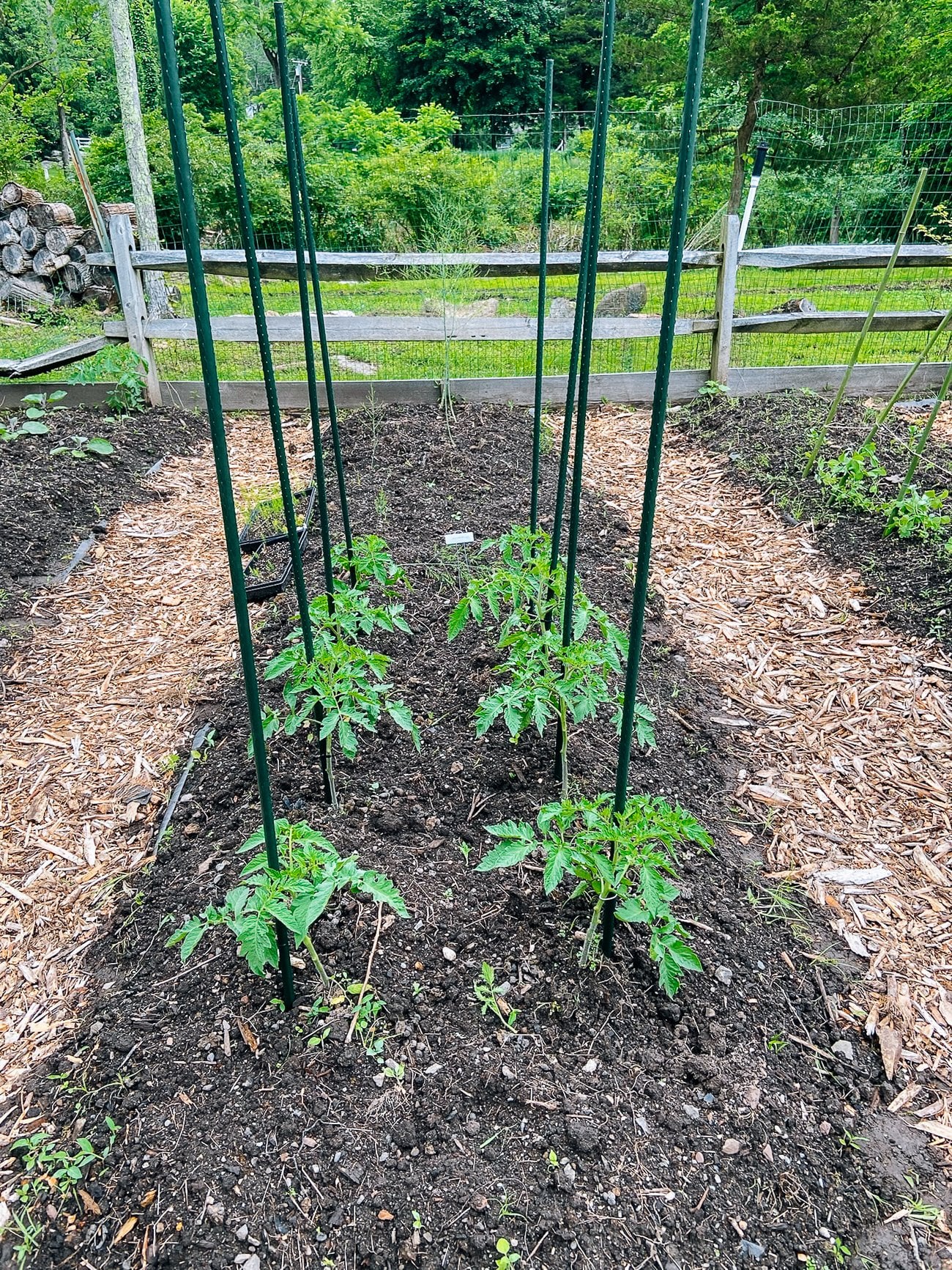 tomato plants with stakes