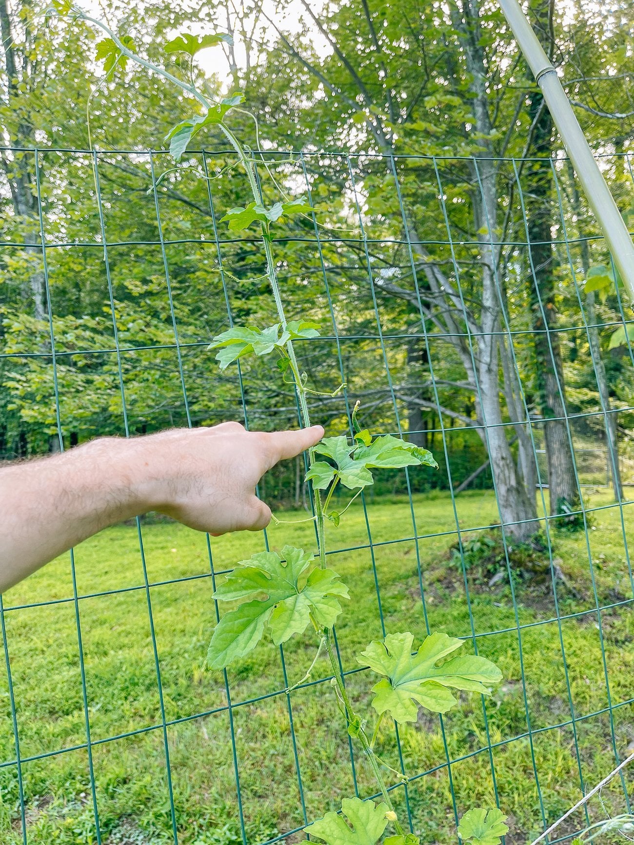 tiny bitter melon plant