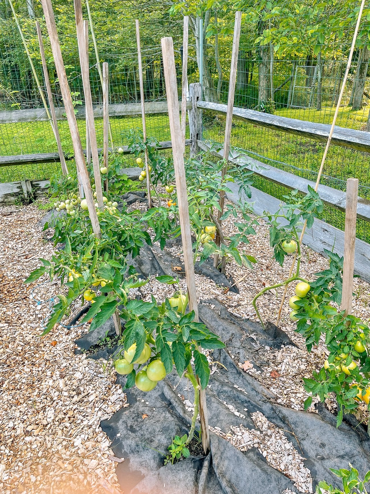 floradale tomato plants