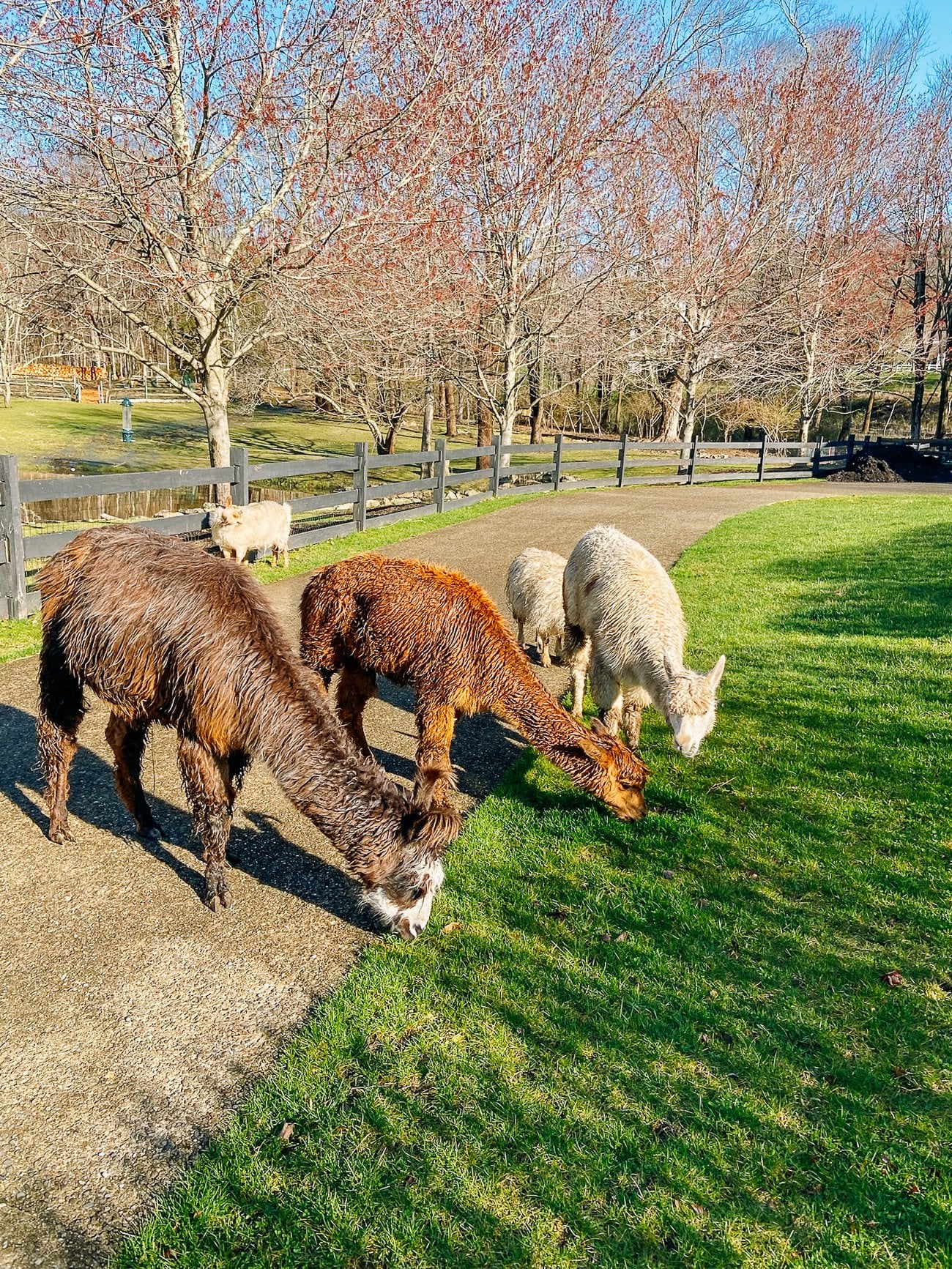 herd eating grass