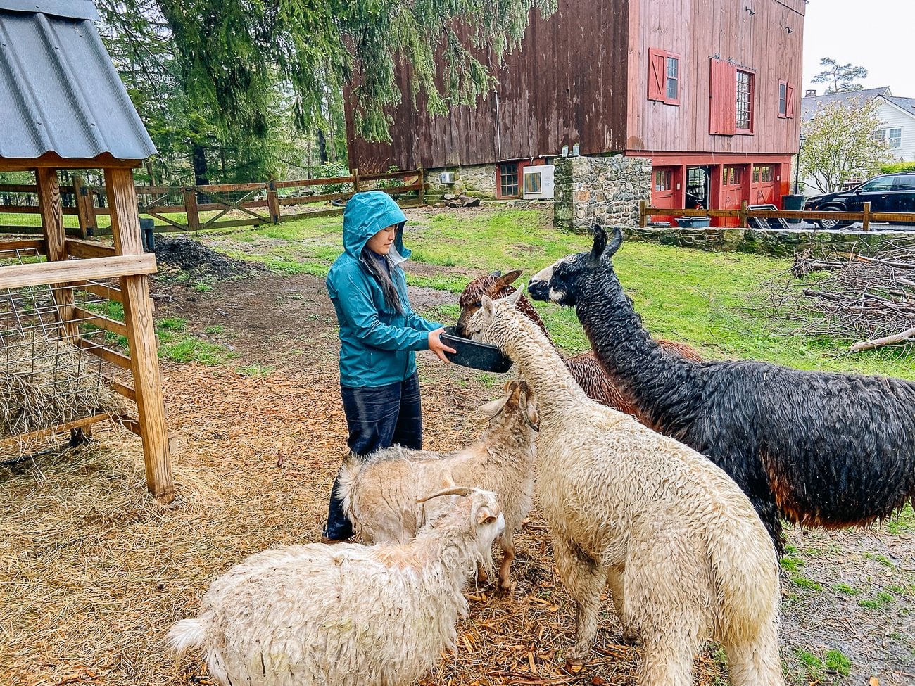 Sarah feeding supplements to herd