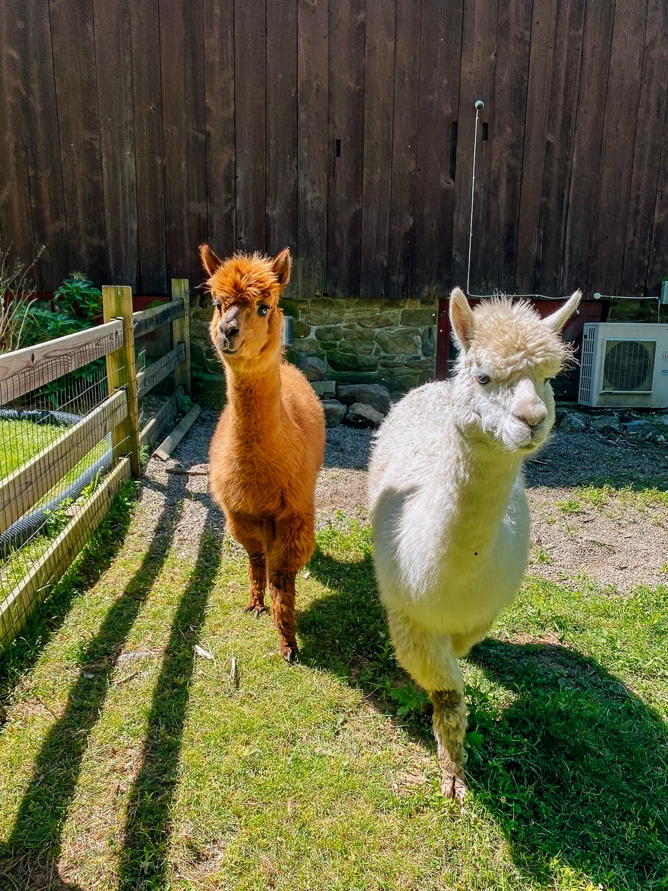 fluffy alpacas