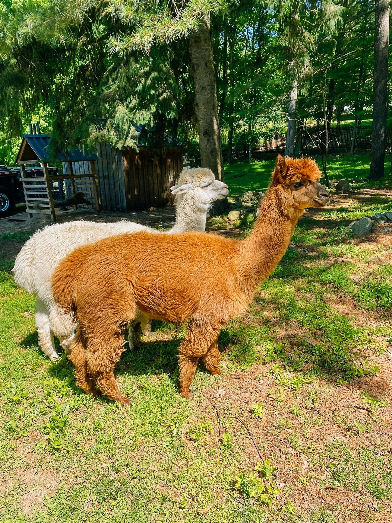 fluffy alpacas