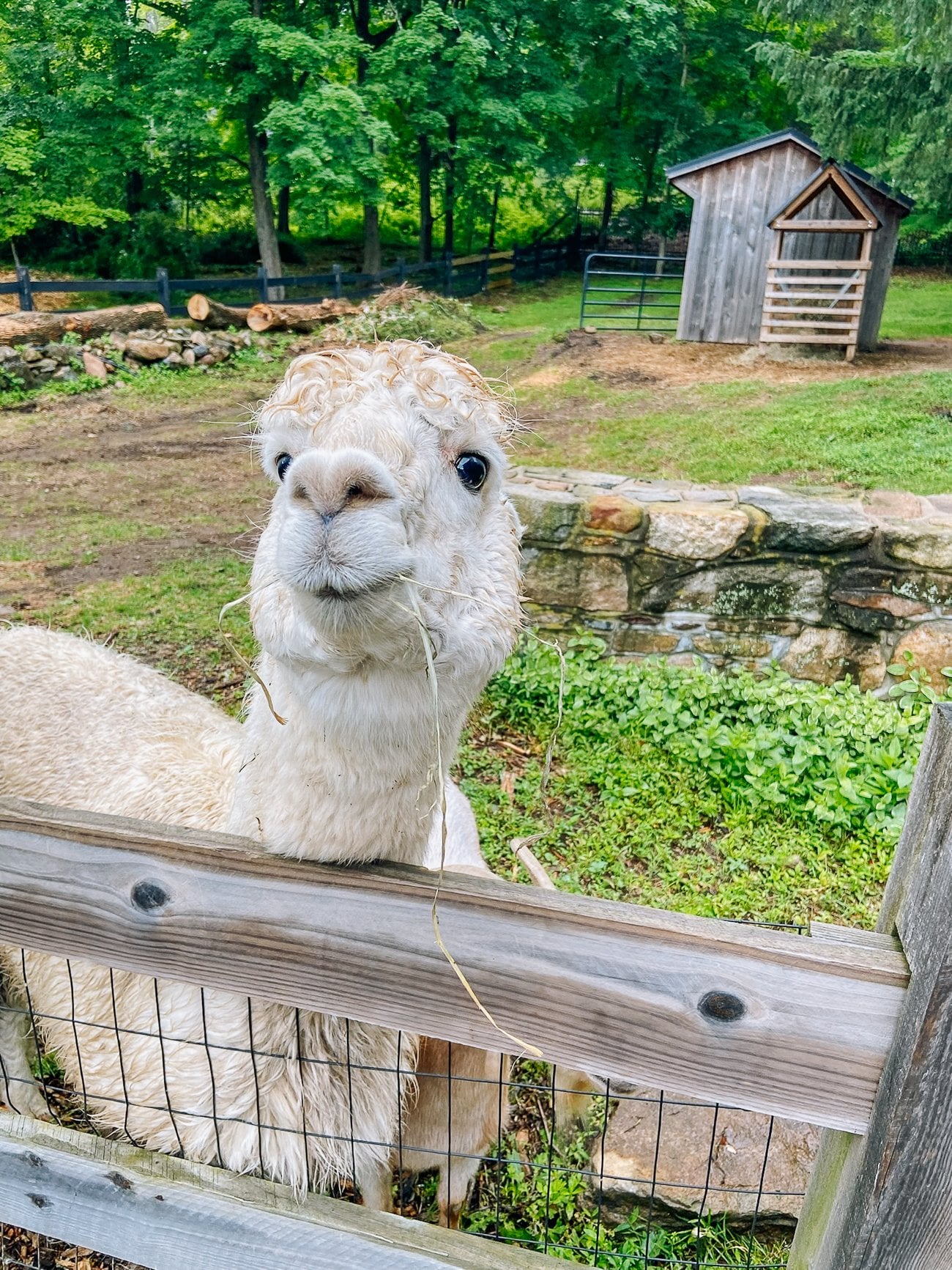 Bessie the white alpaca