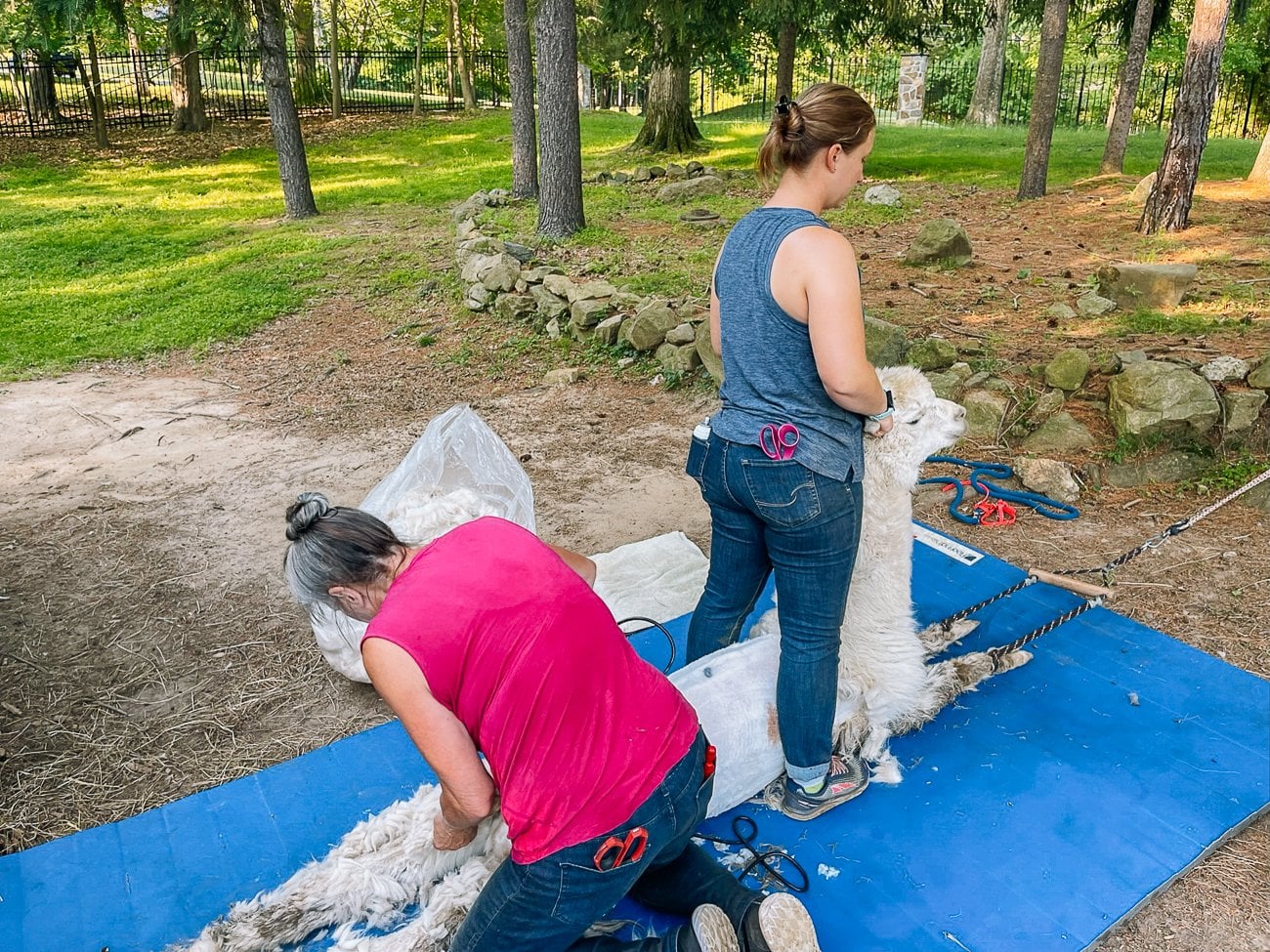 shearing an alpaca