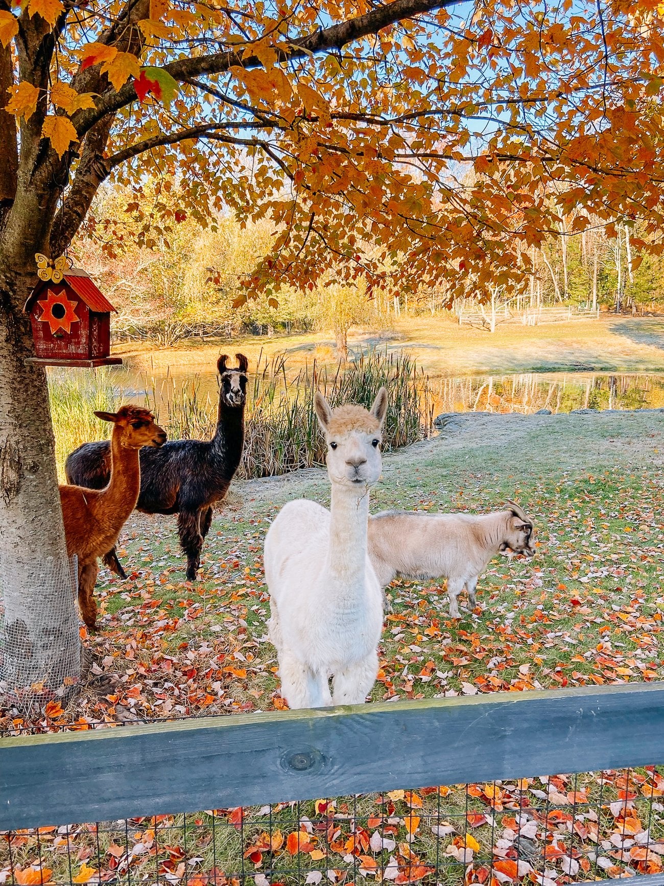 An Introduction to Our Herd