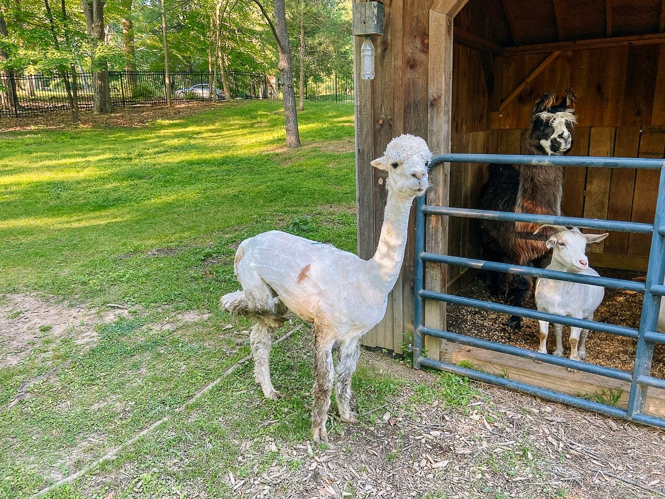 a freshly shorn white alpaca