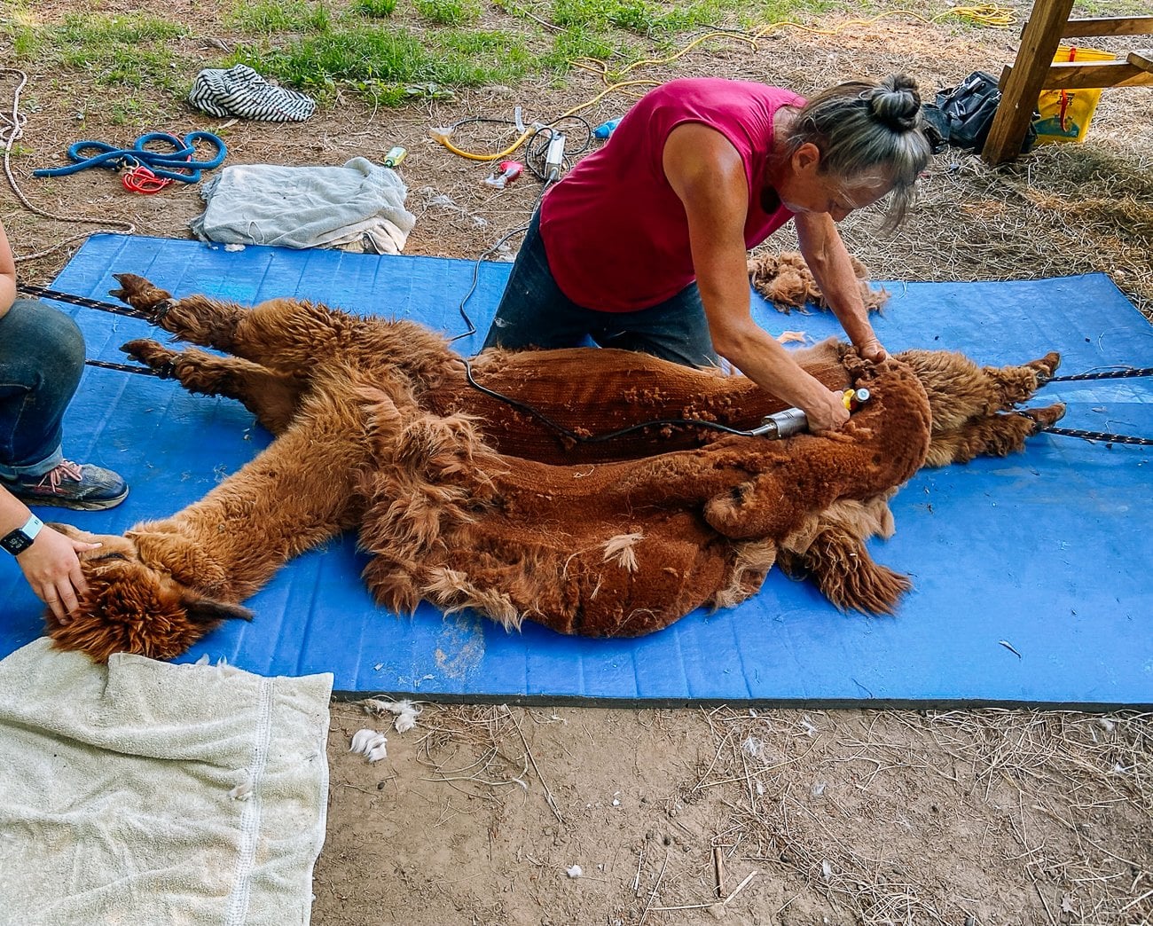 shearing an alpaca