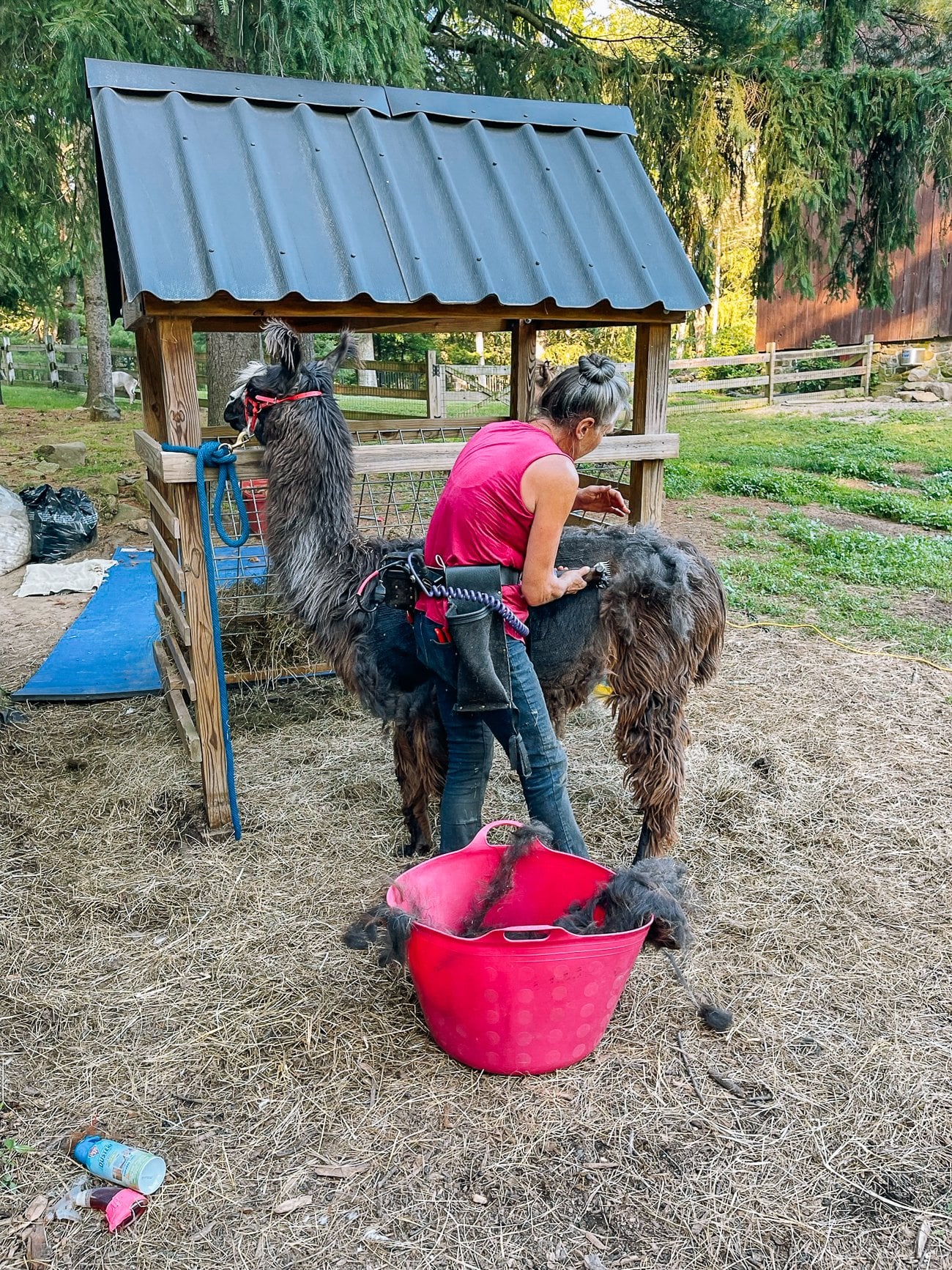 Shearing llama