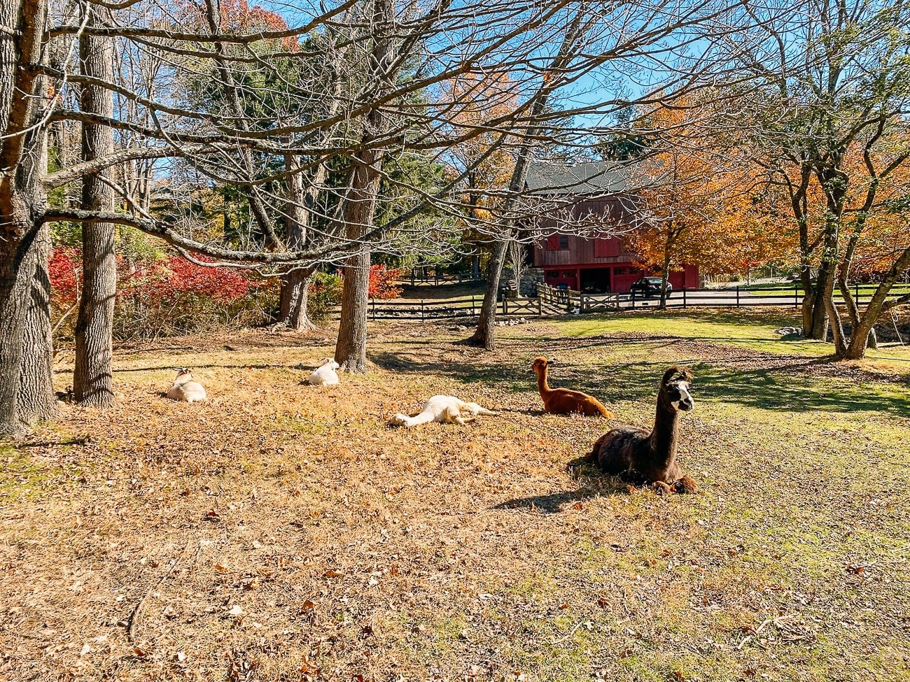 herd lounging in the grass