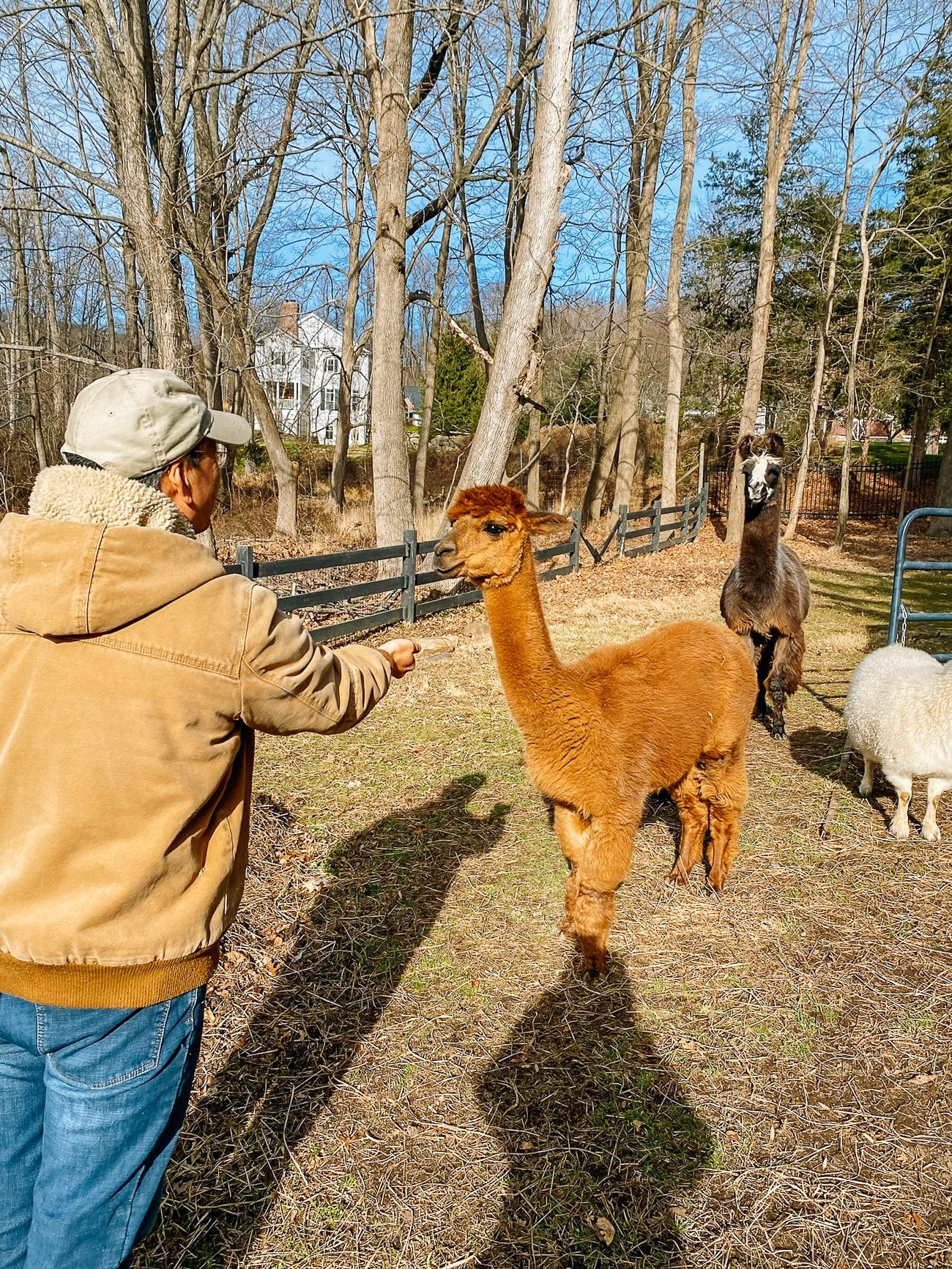 Bonnie walking to Bill