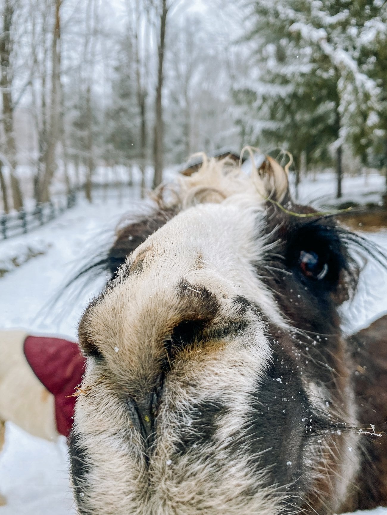 Trooper nosing up to the camera