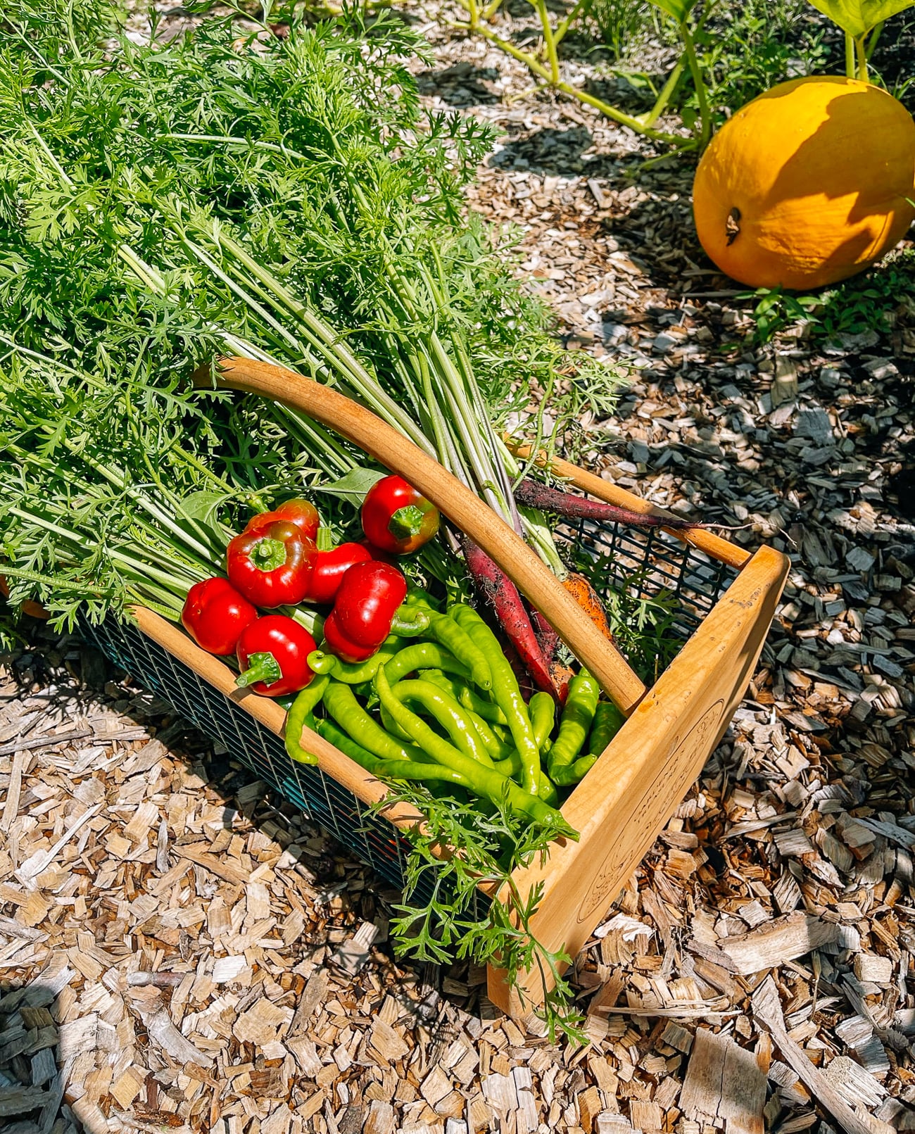 chili peppers in harvest basket