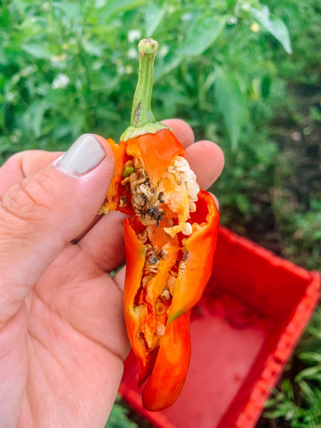 interior worm and mold damage on a chili pepper