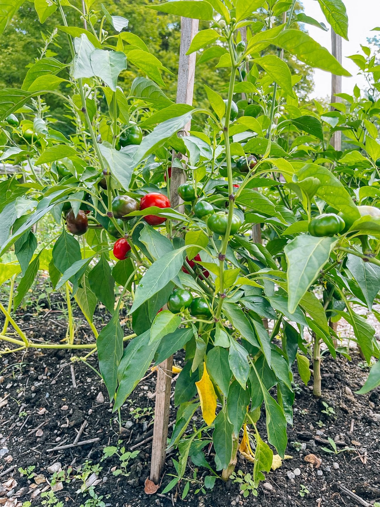 cherry peppers growing