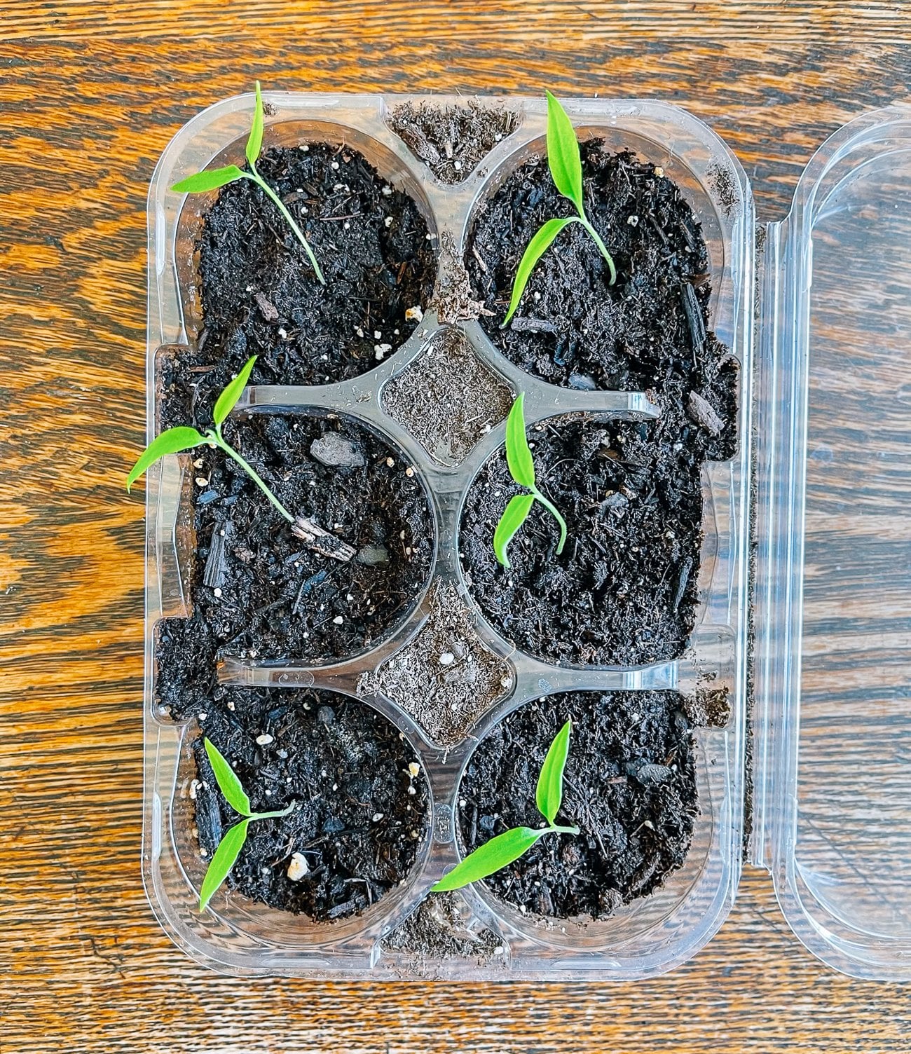 pepper seedlings