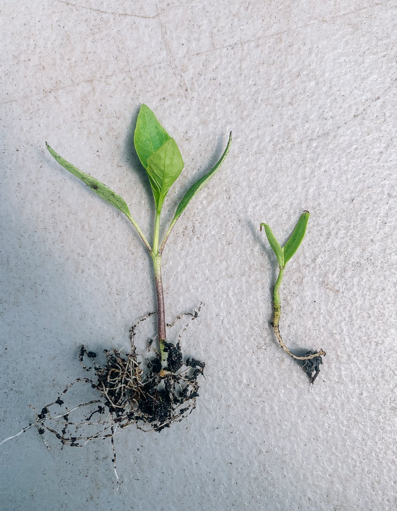 pepper seedlings