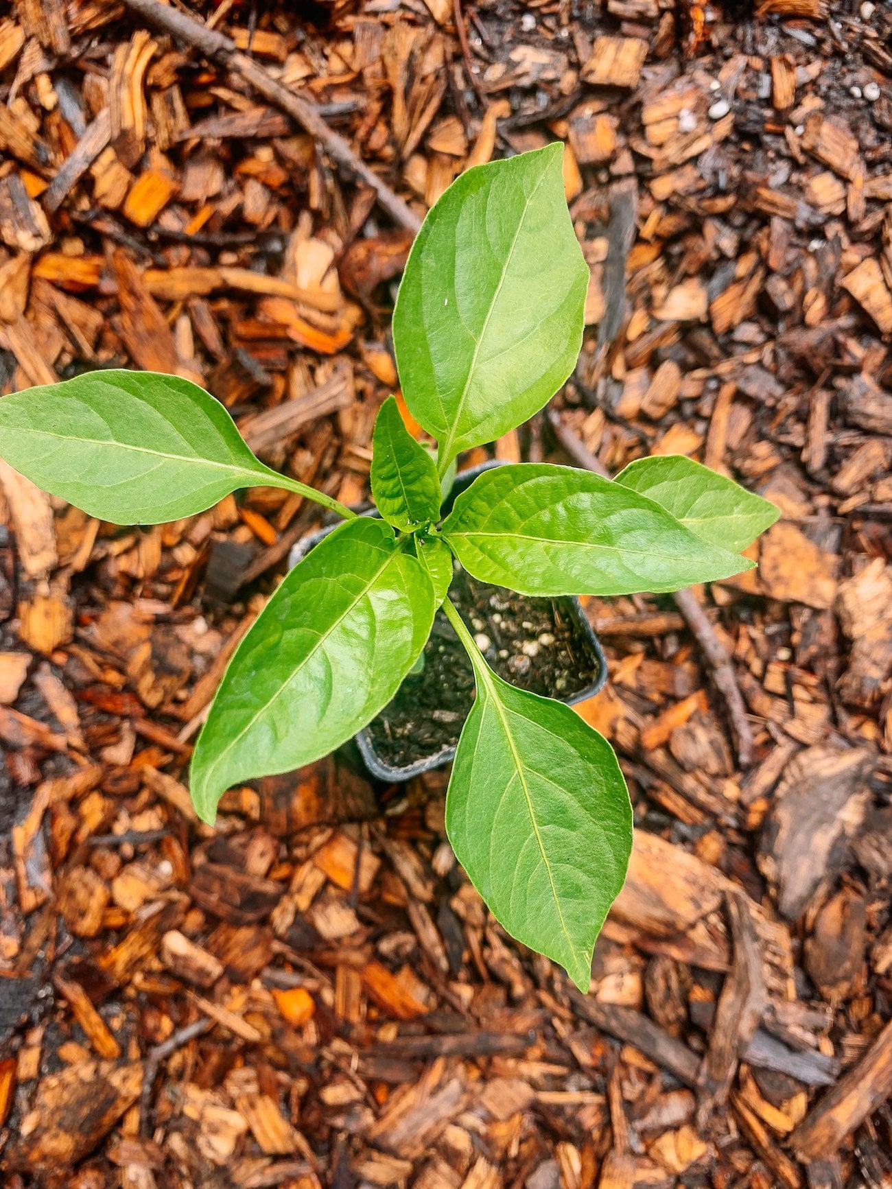 pepper seedling in small pot