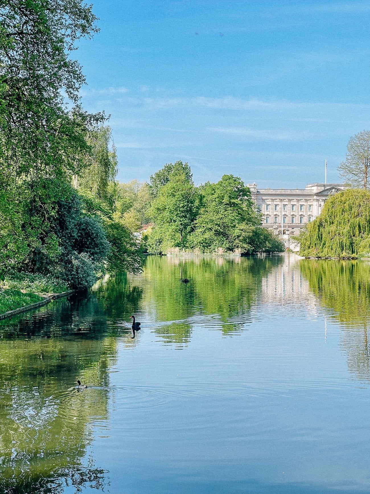 St. James Park view of Buckingham Palace over the pond with black swans