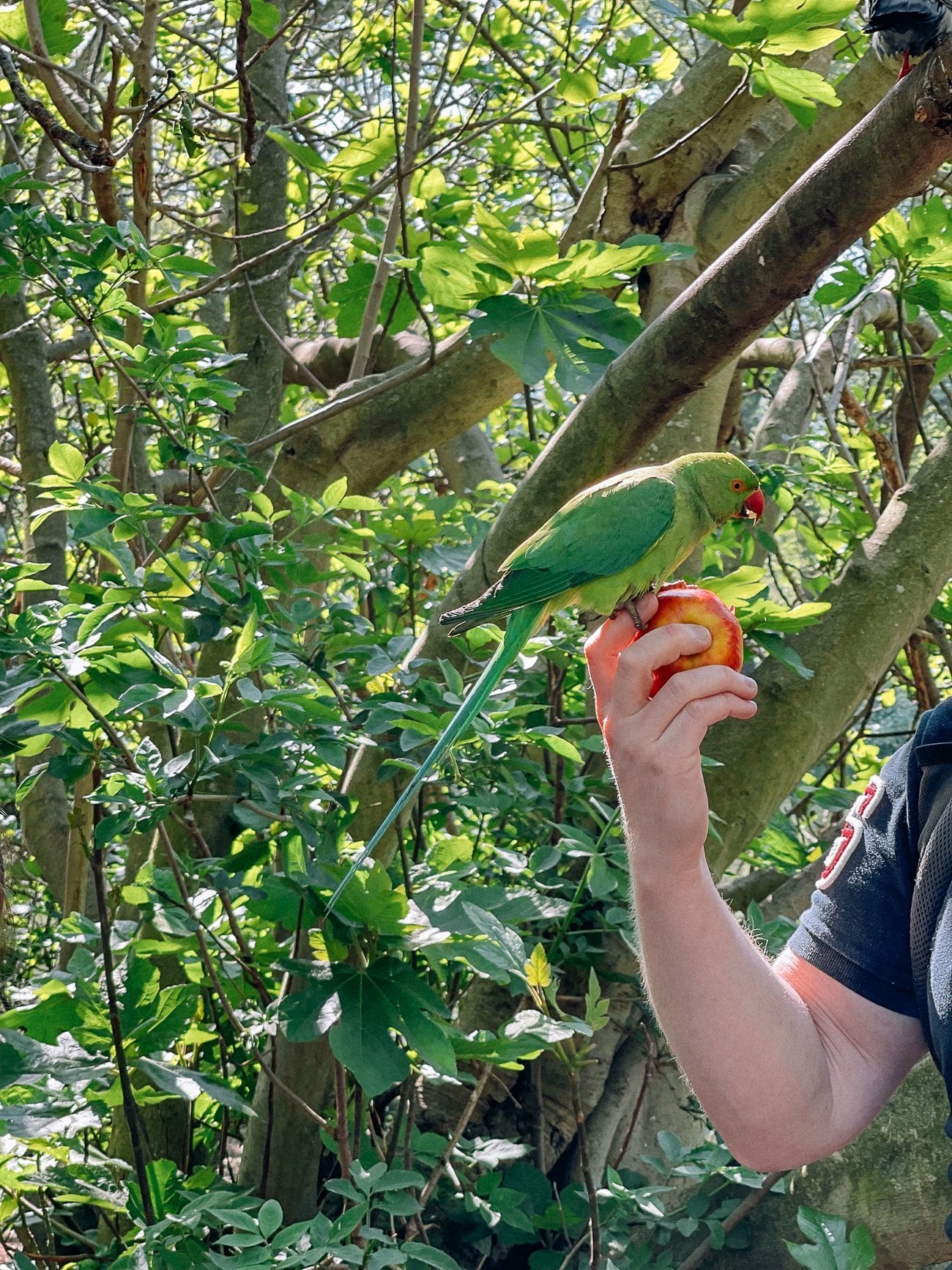Large green parakeet on an apple in St. James park