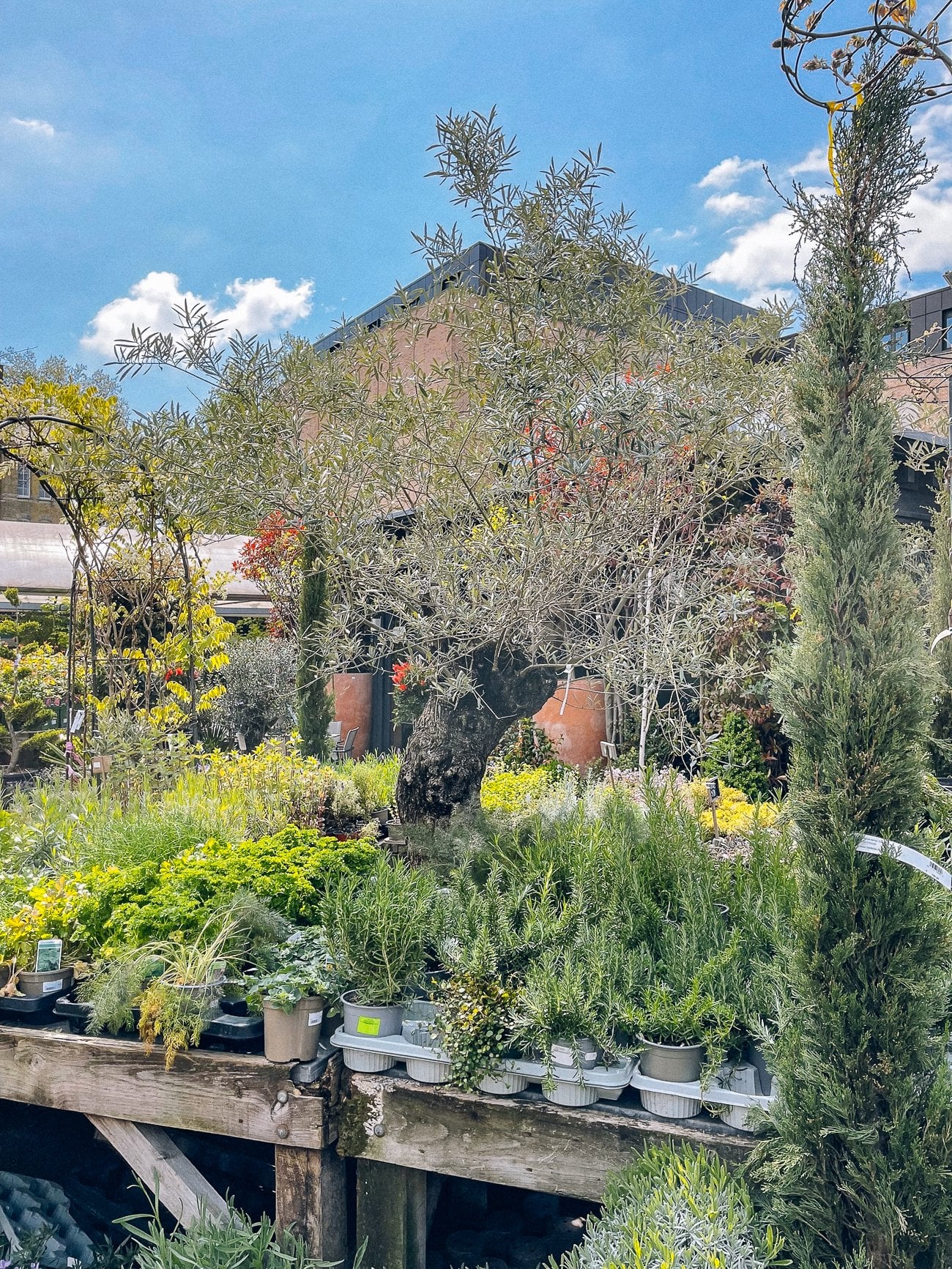 Mini Olive tree in garden nursery