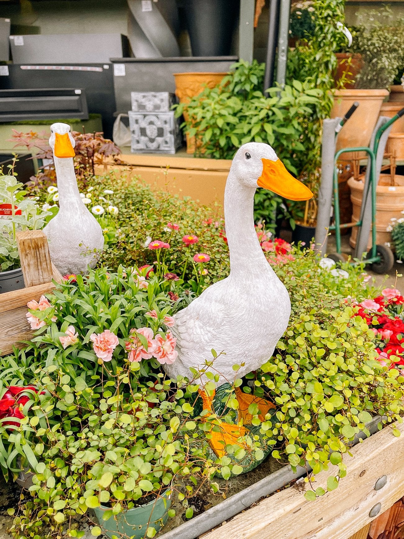 Ornamental garden white ducks