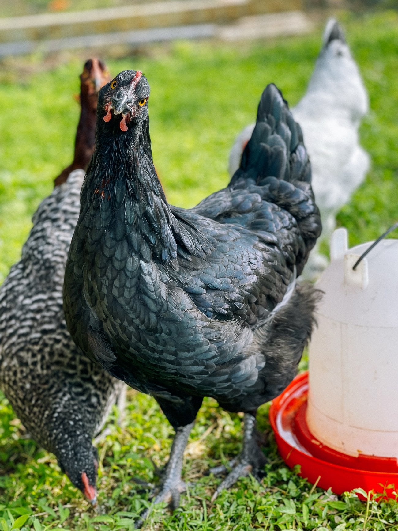 Amy, our black copper marans hen at the top of the pecking order
