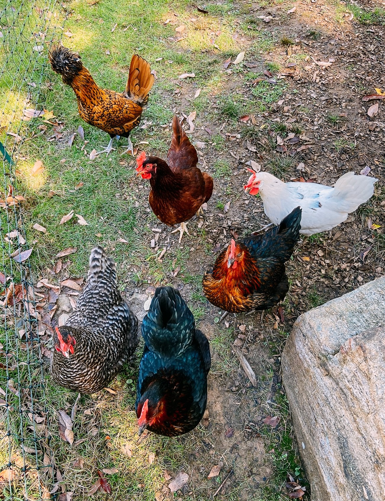 What We’ve Learned About How to Raise Chickens