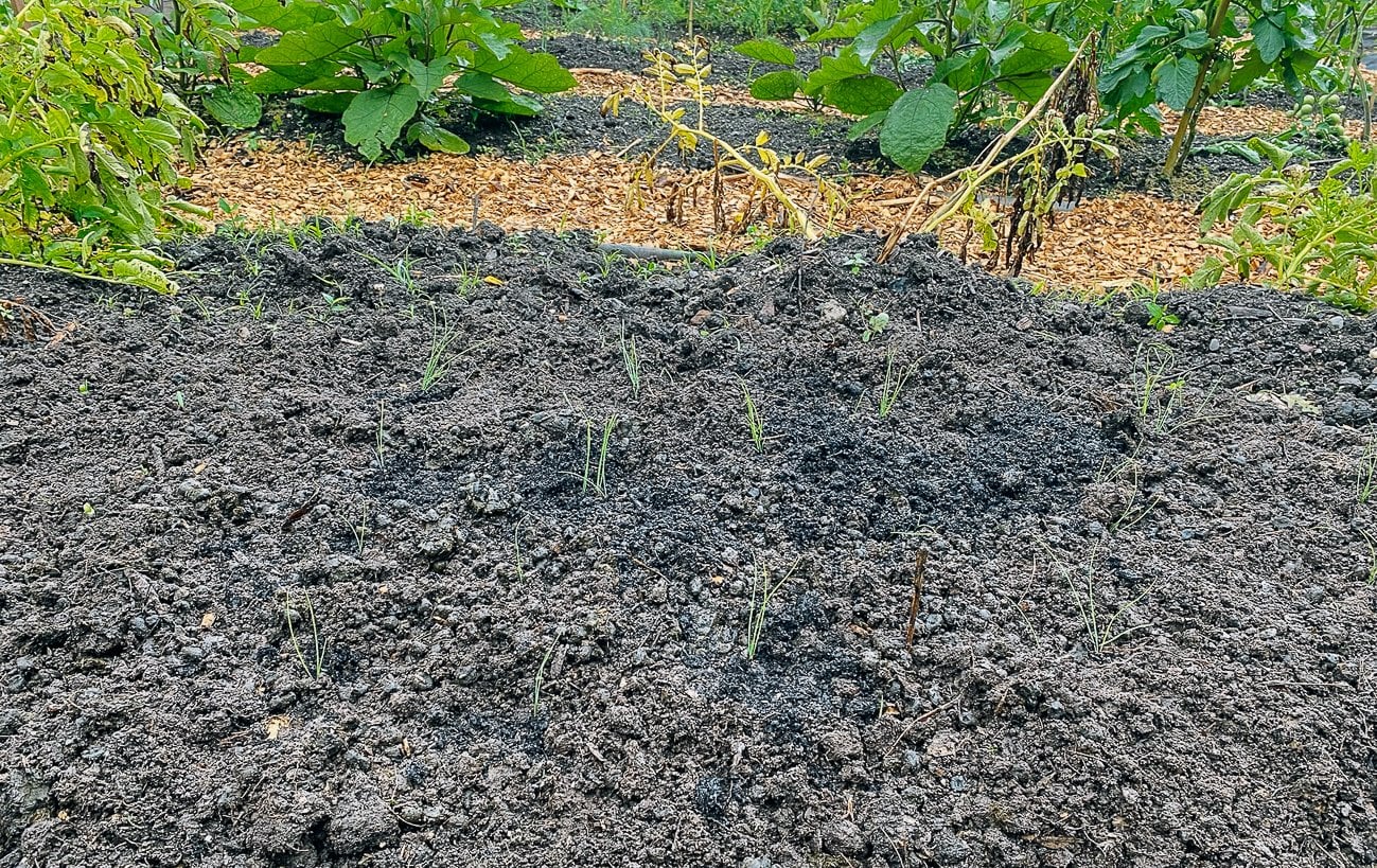 young garlic chive seedlings in ground