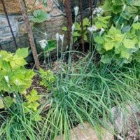 How to Grow Garlic Chives