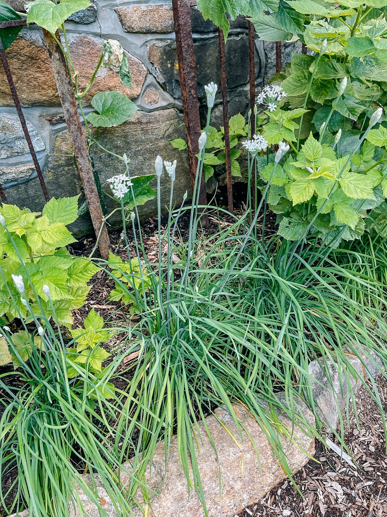 How to Grow Chinese Garlic Chives