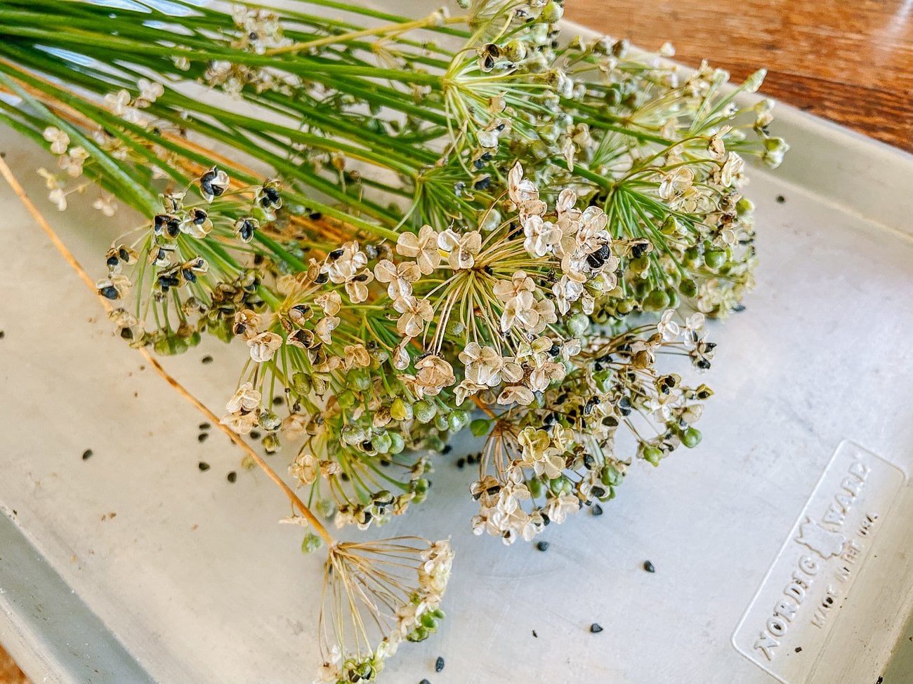 garlic chive seed heads