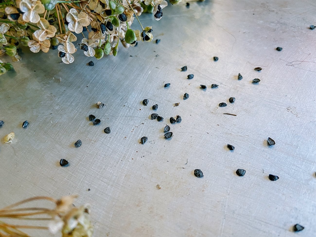 allium tuberosum seeds