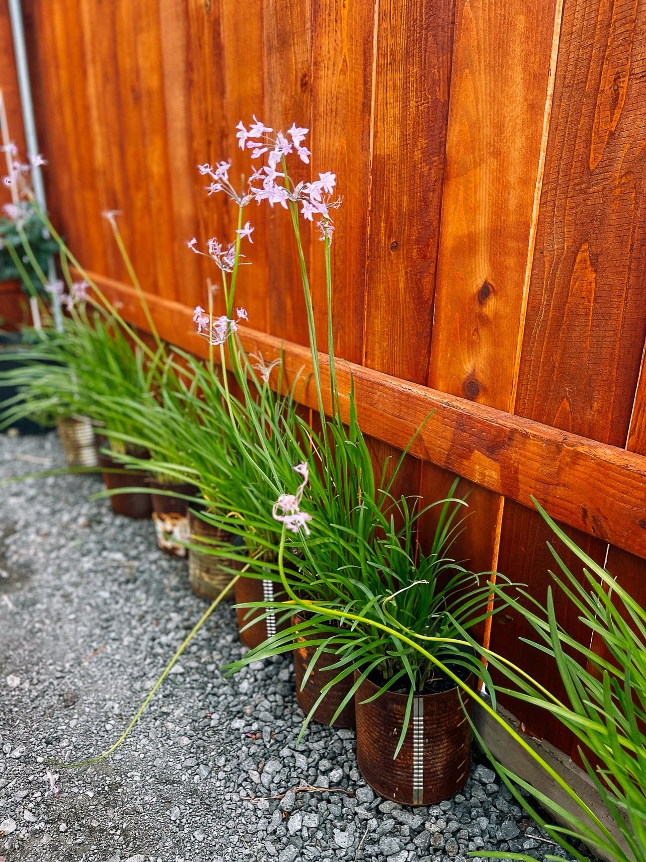 garlic chives growing in old cans