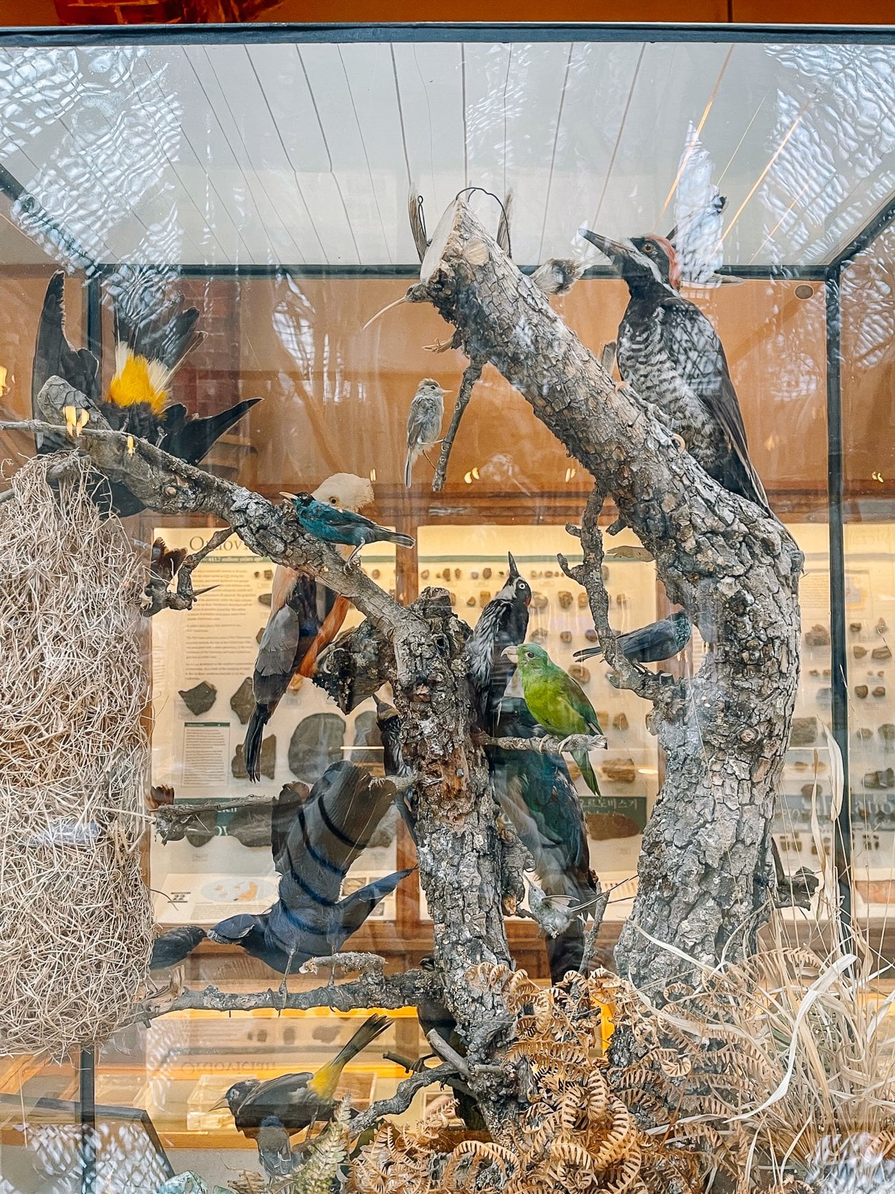 Bird diorama at the Oxford Museum of Natural History