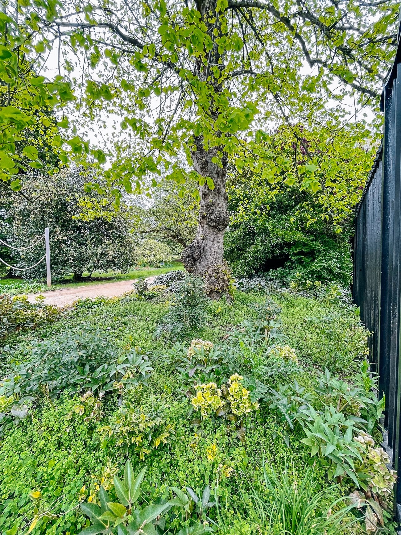 Park in Oxford with knobby tree