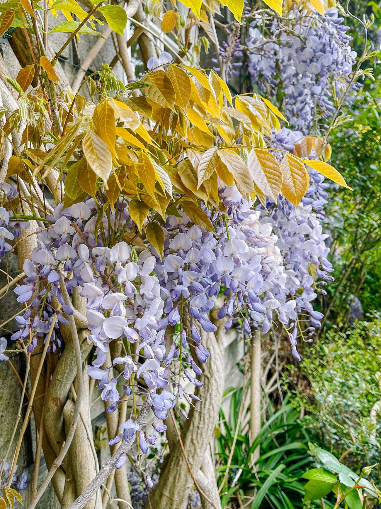 Lavender Wisteria close up