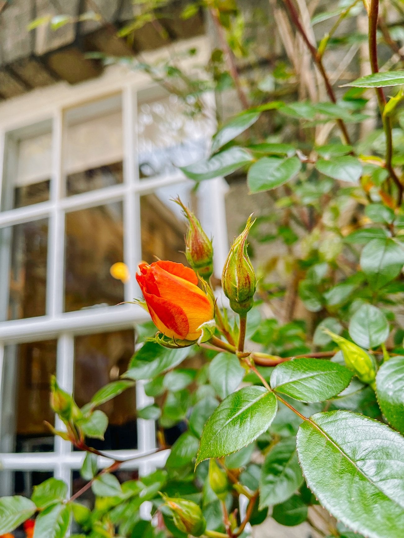 Deep orange and yellow rose bud