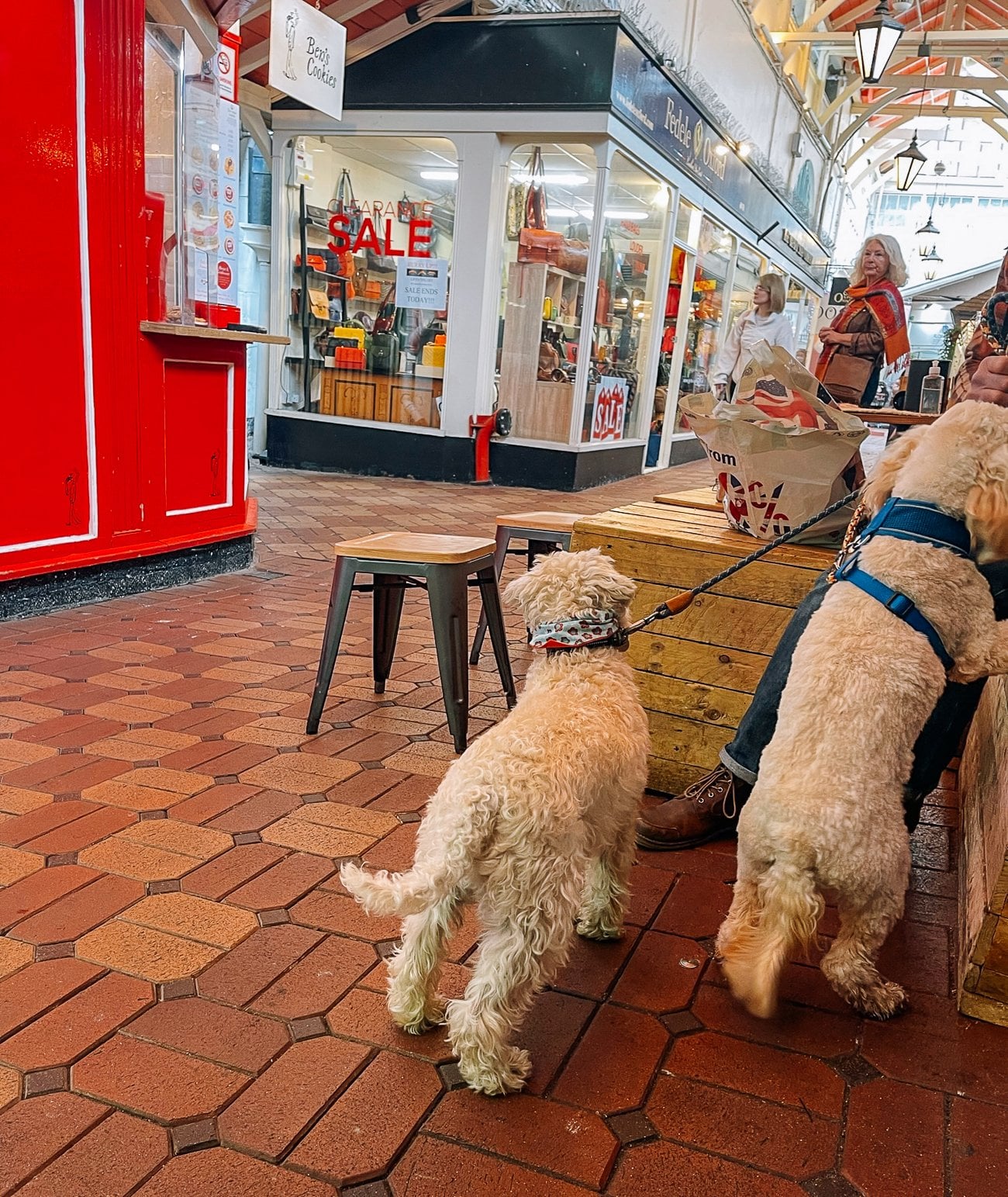 Fluffy white small dogs at Oxford Covered Market