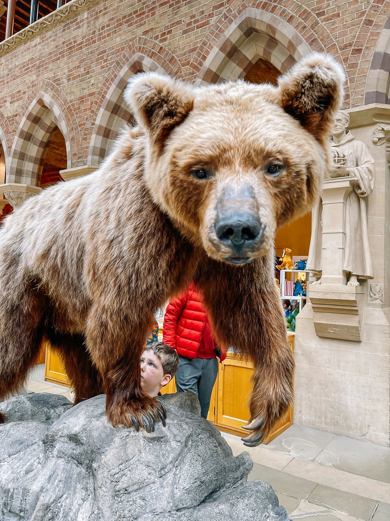Taxidermied bear at the Oxford Museum of Natural History