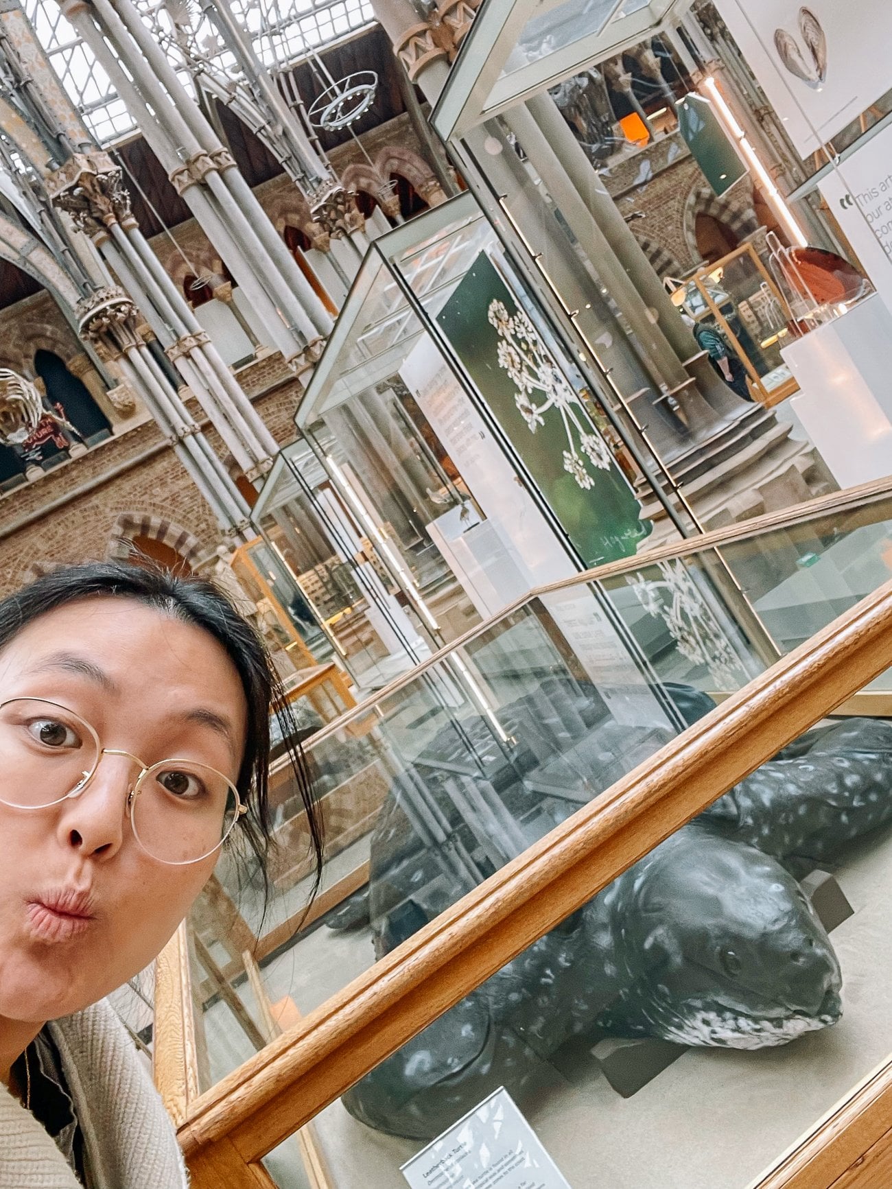 Giant sea turtle at Oxford Museum of Natural History